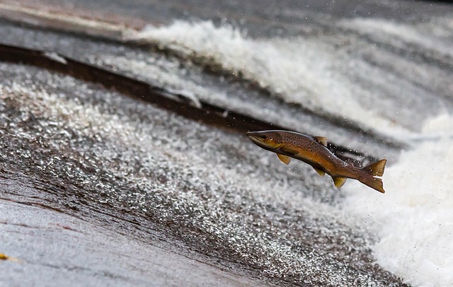 Ein atlantischer Lachs, der ein Wehr überspringt